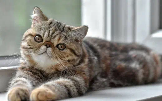 Mèo Exotic Shorthair mặt ngắn, lông vằn nâu xám, nằm duỗi dài bên bệ cửa sổ