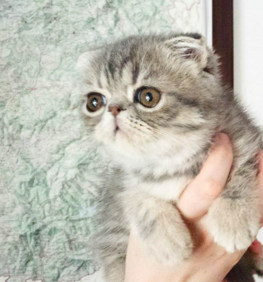 Mèo Exotic Shorthair con lông xám vằn được bế trên tay - Ảnh: AliciaPSF, Wikimedia Commons (CC BY-SA 4.0)