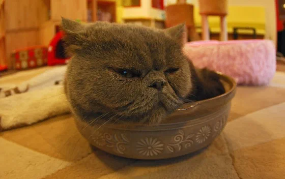 Mèo Exotic Shorthair nằm cuộn trong chậu gỗ - Ảnh: temaki from Saitama, Japan (or Bastok, Vana'diel), Wikimedia Commons (CC BY 2.0)