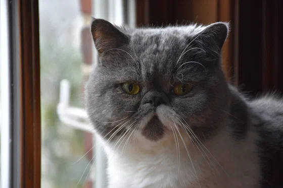 Mèo Exotic Shorthair xám xanh mặt bẹt bên cửa sổ - Ảnh: Dmitry Brant, Wikimedia Commons (CC BY-SA 4.0)