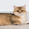 Mèo Golden