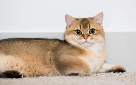 Mèo Golden