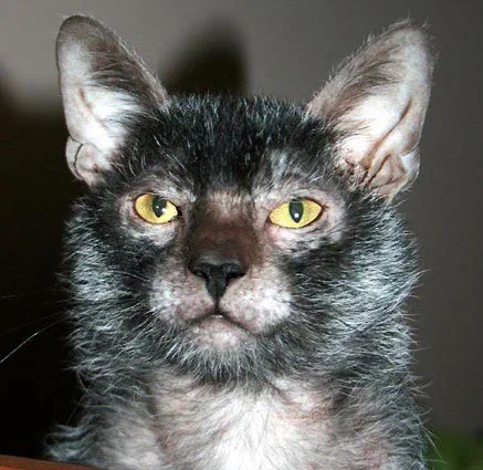 Mèo Lykoi với bộ lông loang bạc do lông đen xen lẫn lông trắng - Ảnh: Christine Auverdin Boulanger, Wikimedia Commons (CC BY-SA 4.0)