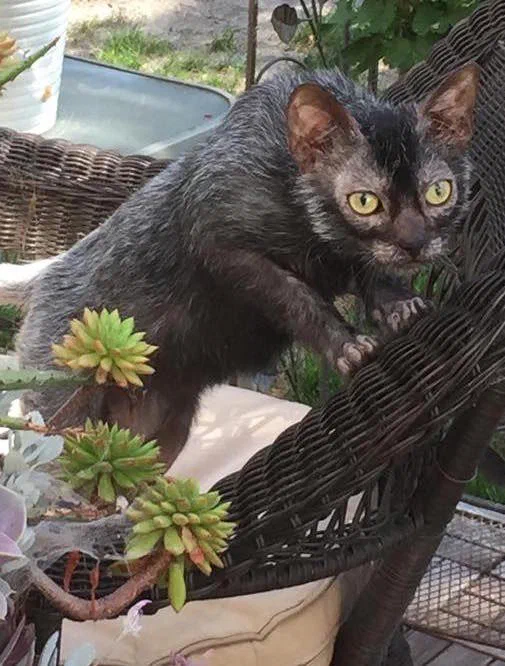Mèo Lykoi tám tháng tuổi ngoài trời, bộ lông thưa không đều - Ảnh: steptacular, Wikimedia Commons (CC BY-SA 4.0)
