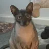 Mèo Lykoi