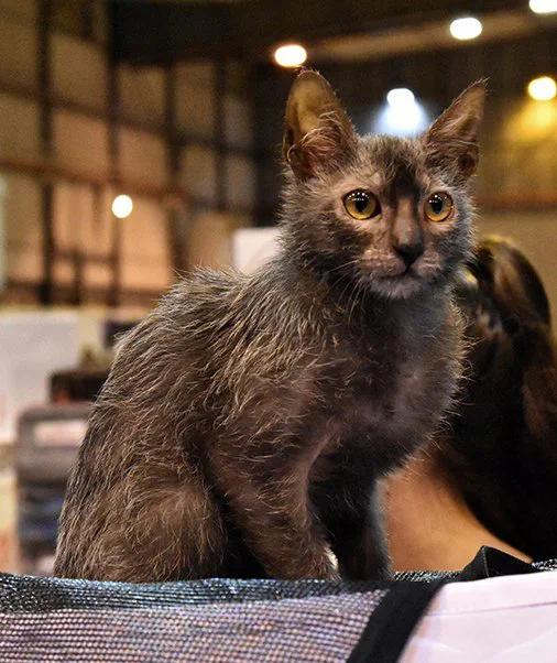 Mèo Lykoi lông đen loang bạc ngồi trong nhà, phần lông quanh mõm thưa rõ - Ảnh: Christine Auverdin Boulanger, Wikimedia Commons (CC BY-SA 4.0)
