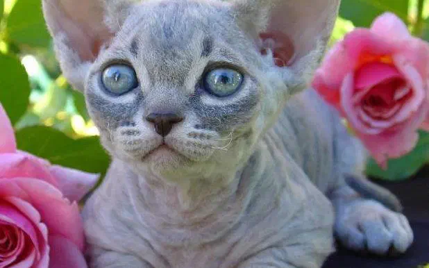 Mèo Minskin