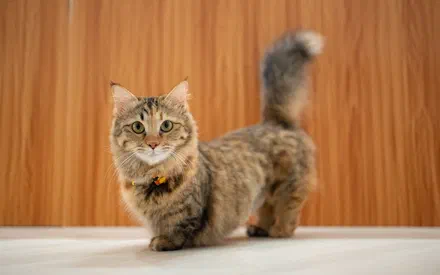 Mèo Munchkin chân ngắn