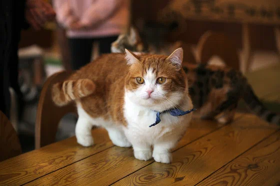Mèo Munchkin cam trắng đứng trên bàn, thấy rõ đôi chân ngắn - Ảnh: Tasy Hong, Wikimedia Commons (CC0)