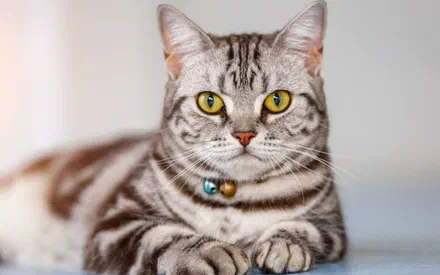 Mèo Mỹ lông ngắn