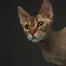 Mèo Peterbald