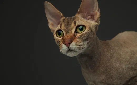 Mèo Peterbald