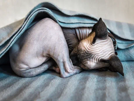 Không có lông giữ ấm nên Peterbald rất hay rúc chăn và tìm chỗ ấm để ngủ