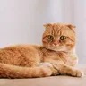 Mèo Scottish