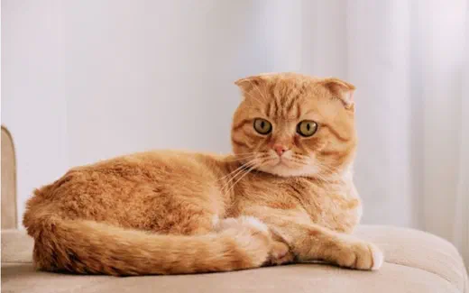 Mèo Scottish Fold lông cam với đôi tai cụp gập về phía trước, nằm cuộn trên ghế