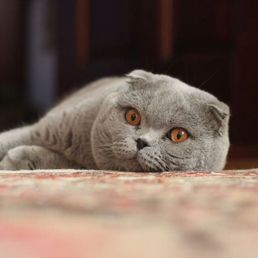 Mèo Scottish Fold xám tai cụp nằm bên bàn - Ảnh: Mihai Matei, Wikimedia Commons (CC BY-SA 3.0)