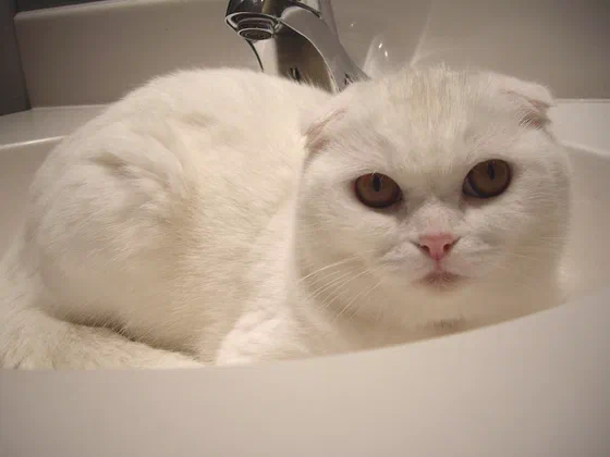 Mèo Scottish Fold trắng tai cụp nằm trên nệm - Ảnh: en:user:Jwang018, Wikimedia Commons (CC BY-SA 3.0)
