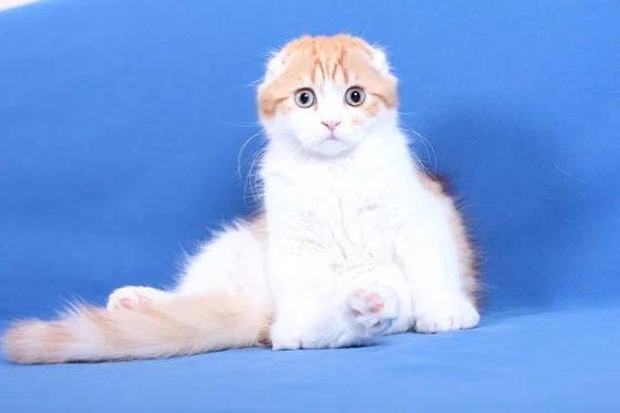 Mèo Scottish Fold trắng cam ngồi trên nền xanh - Ảnh: Vladimir Chubarov, Wikimedia Commons (CC BY-SA 3.0)
