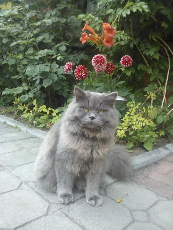 Mèo Scottish Fold xám ngồi ngoài sân bên khóm hoa - Ảnh: Polishchuk.pavlo., Wikimedia Commons (CC BY-SA 4.0)