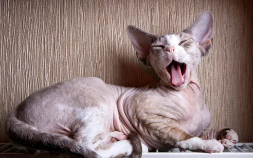 Mèo Sphynx da trần nằm ngáp rộng miệng, đôi tai to dựng cao trên nền tường vân nâu