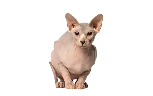 Mèo Sphynx