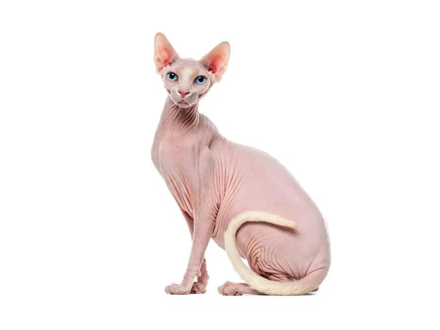 Dáng ngồi nghiêng cho thấy thân hình cơ bắp và làn da nhăn đặc trưng của giống