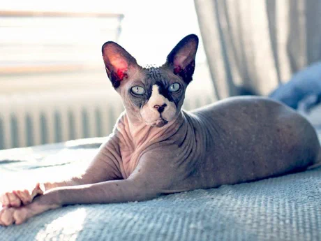 Mèo Sphynx xám nằm nghỉ trên ghế trong nhà — giống này cần chỗ ấm vì không có lông giữ nhiệt