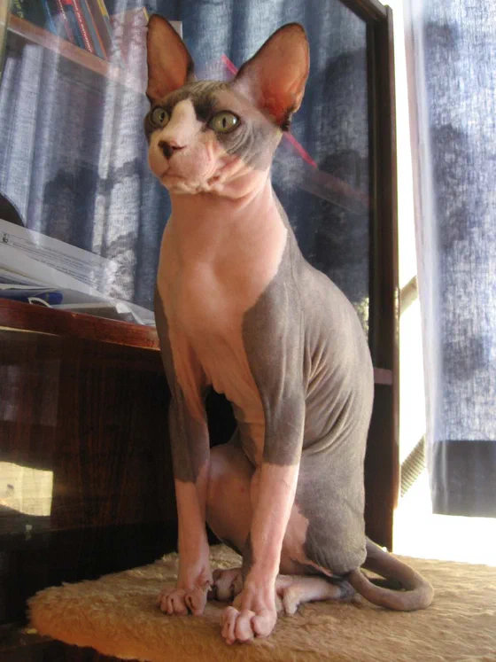 Mèo Sphynx da trần đứng trên bệ gỗ cạnh cửa - Ảnh: M.Minderhoud at Dutch Wikipedia, Wikimedia Commons (CC BY-SA 3.0)