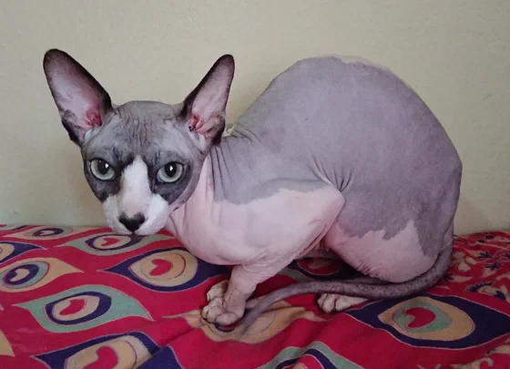Hai bé mèo Sphynx nằm trên tấm thảm hoa văn - Ảnh: George Balatsos, Wikimedia Commons (CC0)