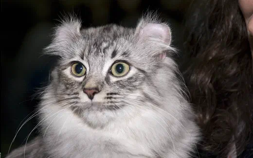 Mèo tai cuộn Mỹ lông bán dài màu silver tabby, hai tai cuộn ngược rõ rệt