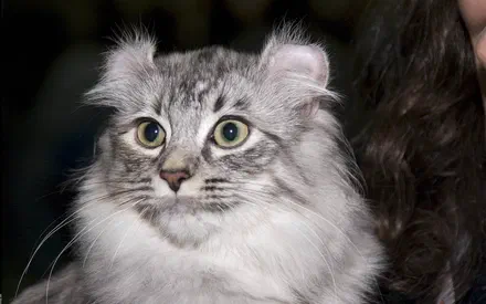 Mèo tai cuộn Mỹ (American Curl)