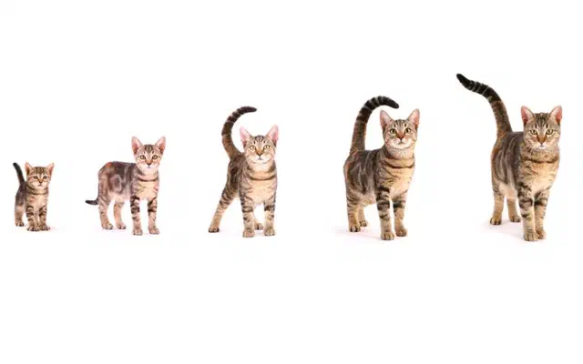 1 tuổi mèo bằng bao nhiêu tuổi người? Bảng quy đổi tuổi mèo đầy đủ