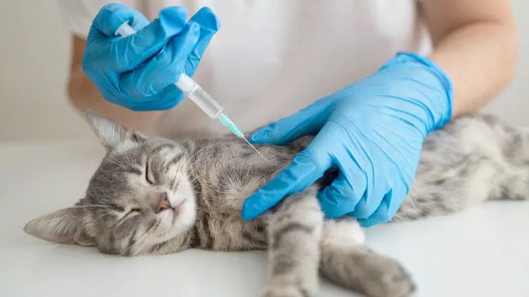 Nhân viên thú y đeo găng xanh tiêm cho một bé mèo mướp nằm trên bàn trắng