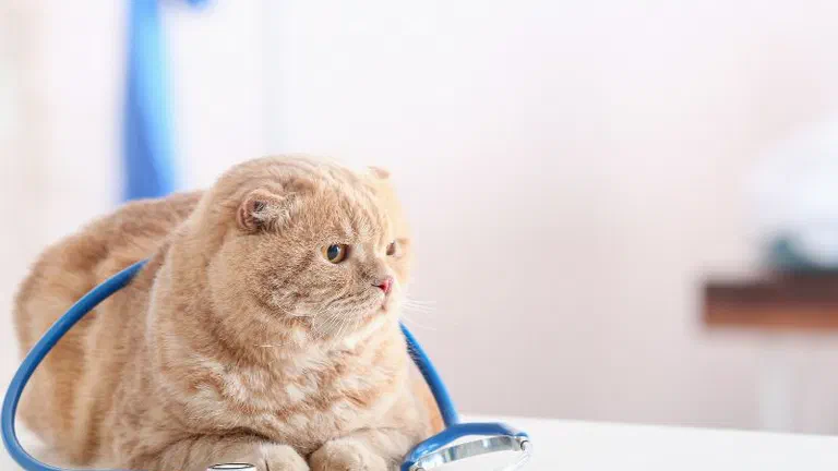 Mèo Scottish Fold màu vàng kem nằm trên bàn khám bên cạnh ống nghe của bác sĩ thú y