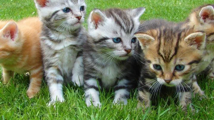 Bốn chú mèo con với màu lông khác nhau ngồi cạnh nhau trên bãi cỏ