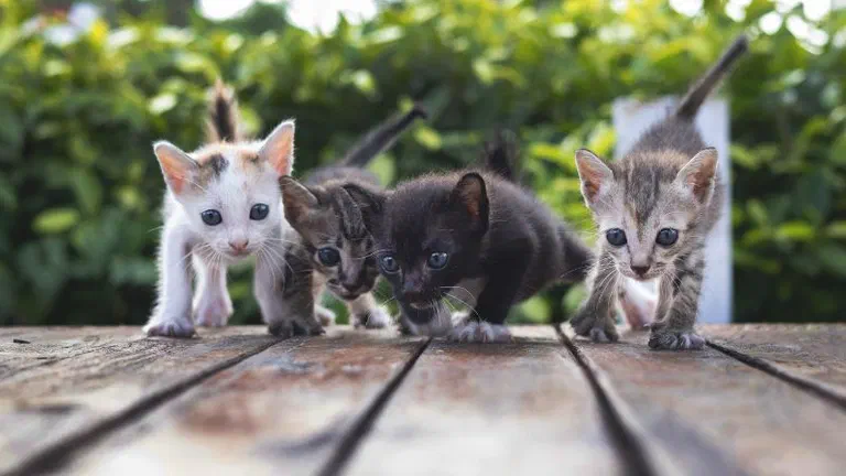 Bốn bé mèo con nhiều màu đi trên sàn gỗ ngoài vườn