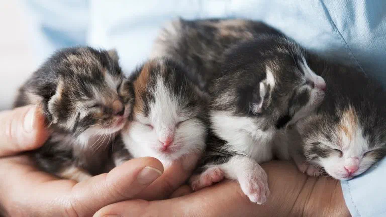 Bàn tay nâng bốn bé mèo sơ sinh đang ngủ