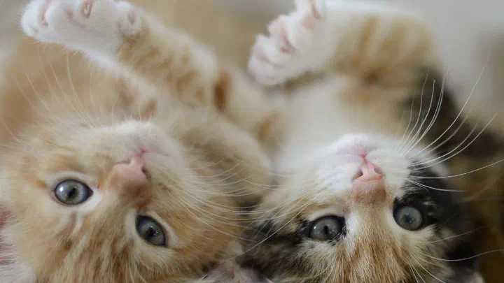 Hai bé mèo con vàng và tam thể nằm ngửa cạnh nhau, giơ chân trước lên