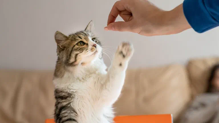 Mèo lông dài đứng bằng hai chân sau, vươn tay đón miếng thưởng từ tay người