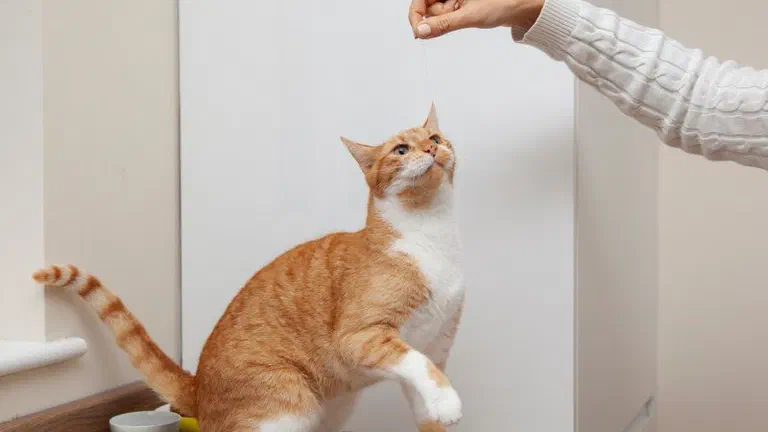 Mèo vàng trắng ngẩng đầu nhìn miếng thưởng người cầm phía trên