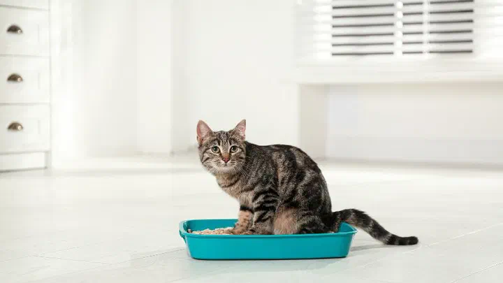 Mèo mướp ngồi trong khay cát vệ sinh màu xanh ngọc đặt giữa phòng sáng màu