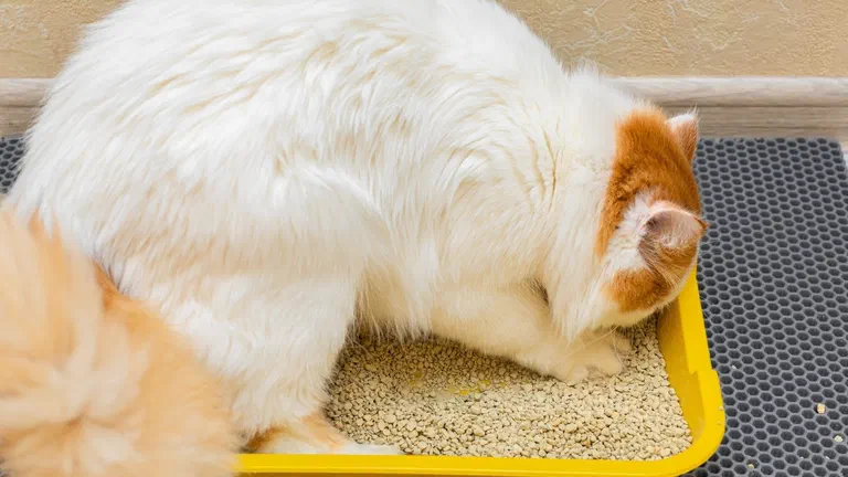 Mèo lông trắng vàng cúi đầu bới cát trong khay vệ sinh màu vàng