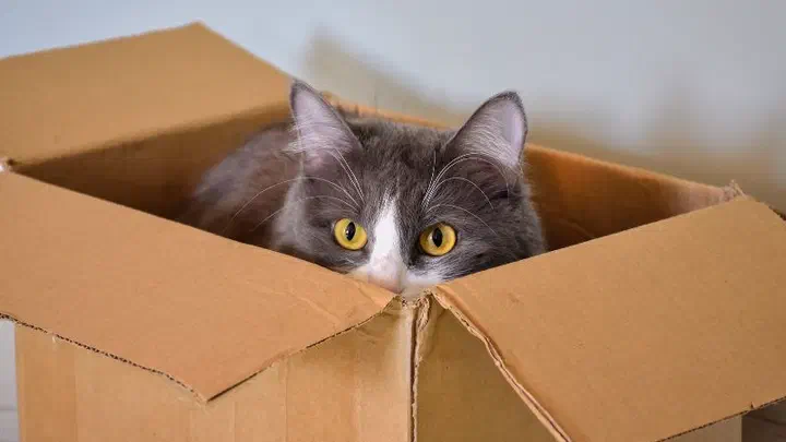 Mèo lông xám trắng thò đầu ra khỏi một thùng carton