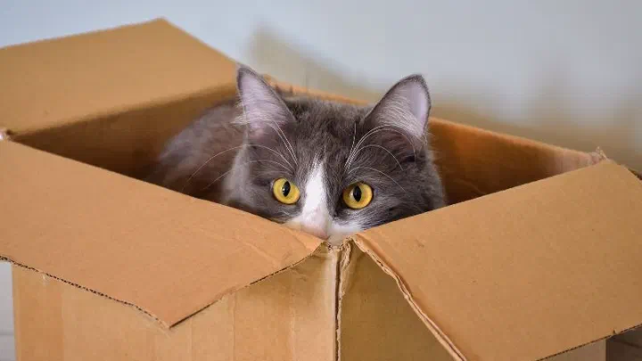 Mèo lông xám trắng thò đầu ra khỏi một thùng carton