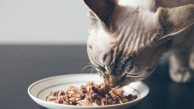 Mèo Devon Rex cúi ăn pate xé nhỏ từ đĩa sứ trắng trên bàn tối màu