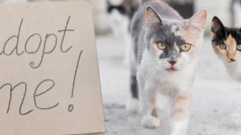 Đàn mèo hoang đi cạnh tấm bìa carton viết chữ “Adopt me!”