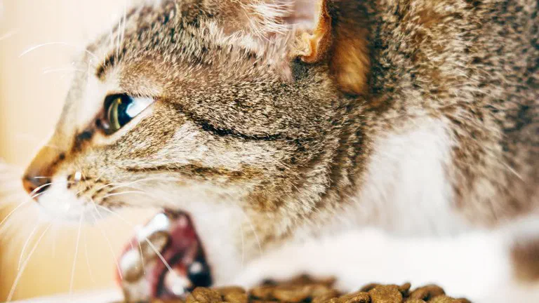 Mèo mướp cúi đầu ăn từ đĩa hạt khô đầy