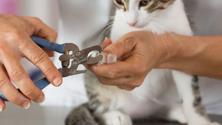 Hai tay dùng kìm cắt móng bấm phần đầu móng trong suốt của một bé mèo mướp trắng