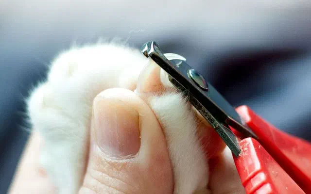 4 Bước cắt móng cho mèo hiệu quả con sen nên biết