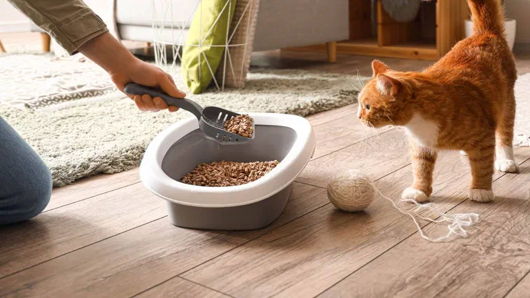 Người dùng xẻng hốt cát vón cục ra khỏi khay vệ sinh, mèo vàng đứng cạnh quan sát
